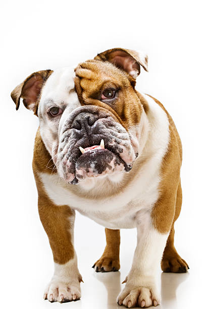 Portrait of British Bulldog White Background One year old British Bulldog adopting a rather sceptical pose for the camera.More Bugs & Pets here snarling stock pictures, royalty-free photos & images
