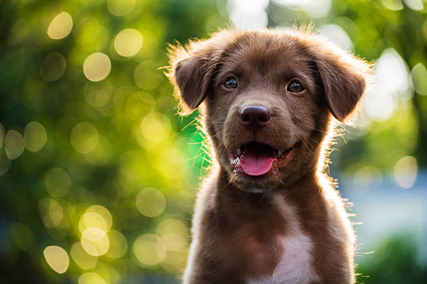 Portrait of brown puppy with bokeh background Portrait of brown cute puppy with sunset bokeh background puppy stock pictures, royalty-free photos & images