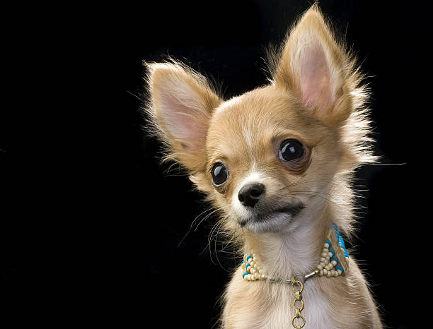 White Long Haired Chihuahua Puppies Backgrounds Stock
