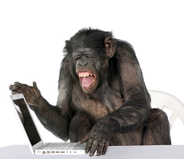 Portrait of Chimpanzee playing with a laptop against white background  laughing monkey stock pictures, royalty-free photos & images