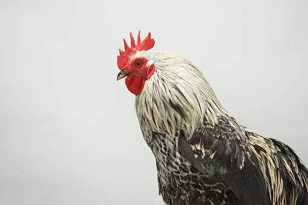 Portrait of cockerel  chicken bird stock pictures, royalty-free photos & images