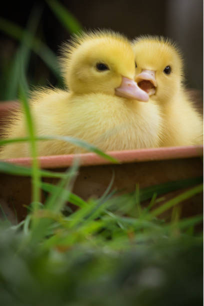 portrait of couple of cute little yellow baby fluffy muscovy ducklings stock photo