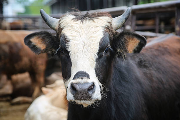 Portrait Of Cow Standing In Shed stock photo