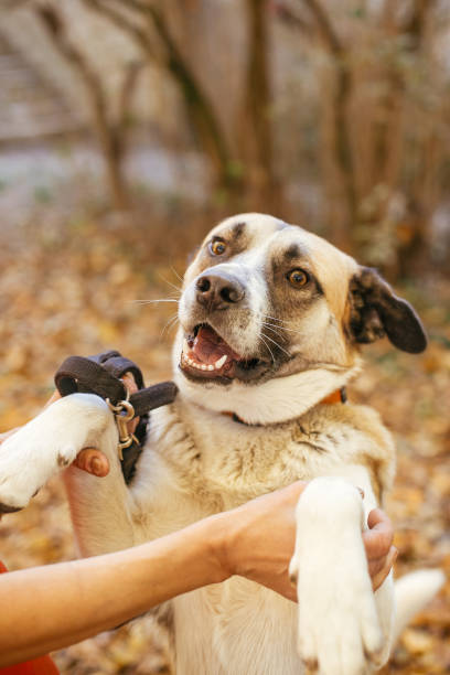 Portrait of cute dog giving paw to volunteer in autumn park. Adoption...