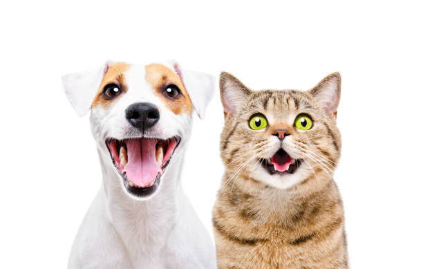 porträtt av söt hund jack russell terrier och glad katt scottish straight isolerad på vit bakgrund - djurhuvud bildbanksfoton och bilder