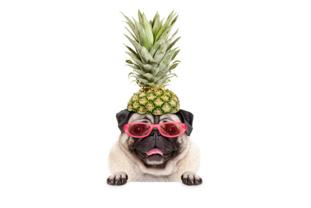 portrait of cute funny frolic summer pug puppy dog with sunglasses and pineapple hat, hanging with paws on blank white banner, isolated stock photo