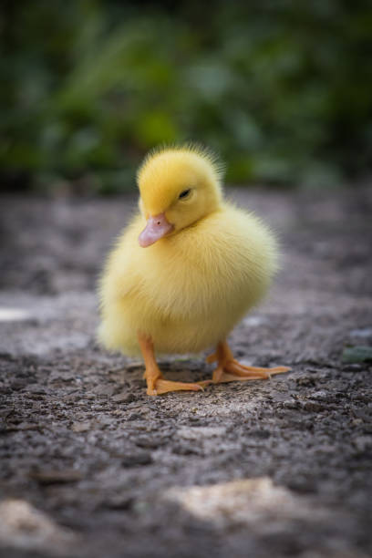portrait of cute little yellow baby fluffy muscovy duckling close up stock photo