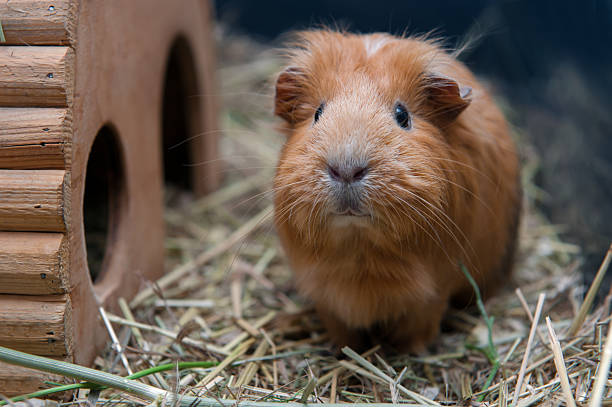 Portrait of cute red guinea pig Portrait of cute red guinea pig. Close up photo. guinea pig stock pictures, royalty-free photos & images