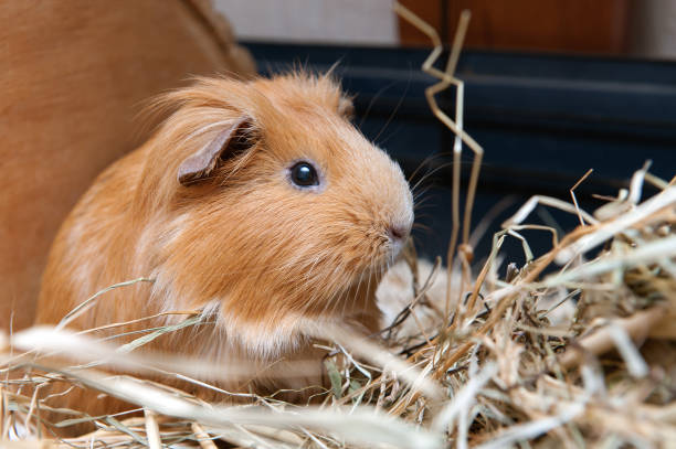 Hay for guinea pigs