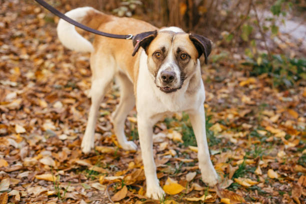 Portrait of cute scared dog walking next to volunteer in autumn park....