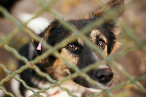 Portrait of cute scared fluffy dog sitting behind metal fence in...