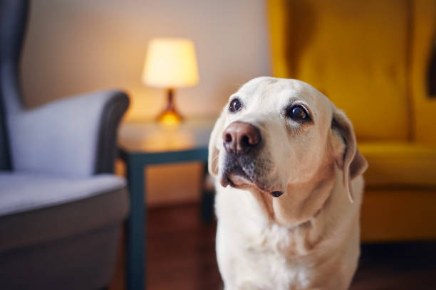 Portrait of cute senior labrador retriver at home stock photo