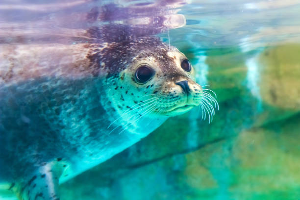 portrait of cute spotted seal close up portrait of very cute spotted seal mammal stock pictures, royalty-free photos & images