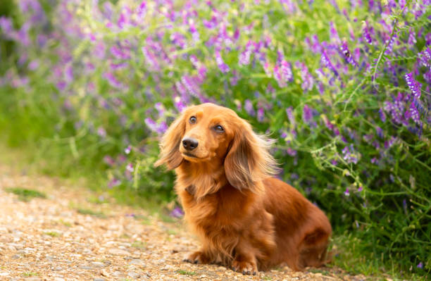 Portrait of Dachshund, Miniature Long Haired in the park Portrait of Dachshund, Miniature Long Haired male dog  sitting on the path at the flower background in the country park. dachshund stock pictures, royalty-free photos & images