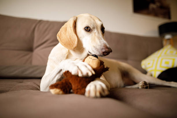 Portrait of  dog lying on sofa holding stuffed toy stock photo