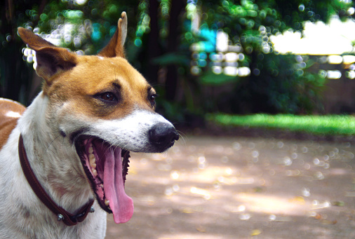 Portrait of dog open mount show tounge