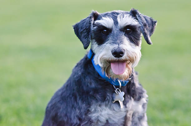 Portrait of Dog Schnauzer stock photo