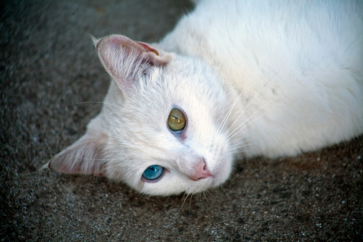 Portrait Of Domestic Young White Cat Iris Heterochromia Stock Photo