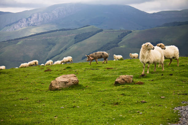 portrait of farm animals in mountain landscape of irati, basque country, france stock photo