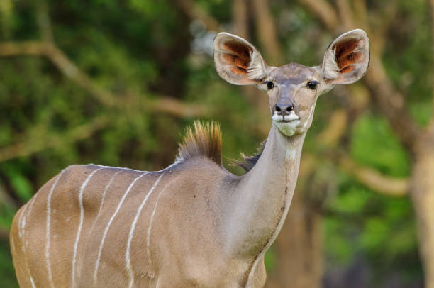 Portrait of Female Kudu Antelope stock photo