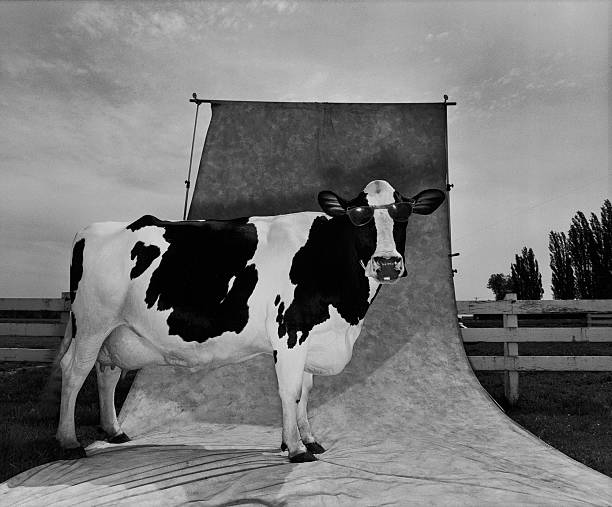 Portrait of funny cow wearing sunglasses. Monochrome. stock photo