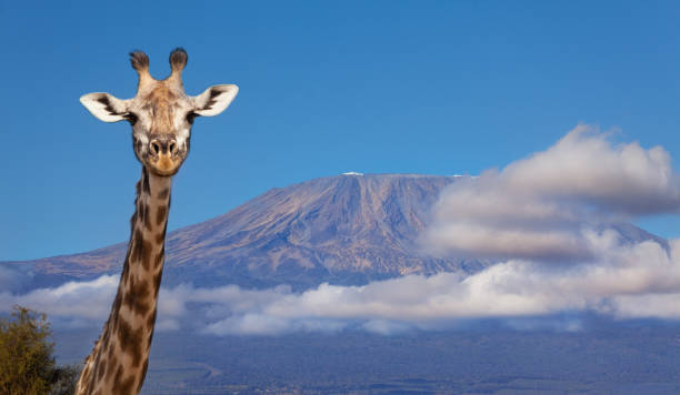 Portrait of giraffe head against Kilimanjaro mount Close-up funny portrait of giraffe's head with beautiful Kilimanjaro mount in clouds on background, Tanzania, Africa masai giraffe stock pictures, royalty-free photos & images