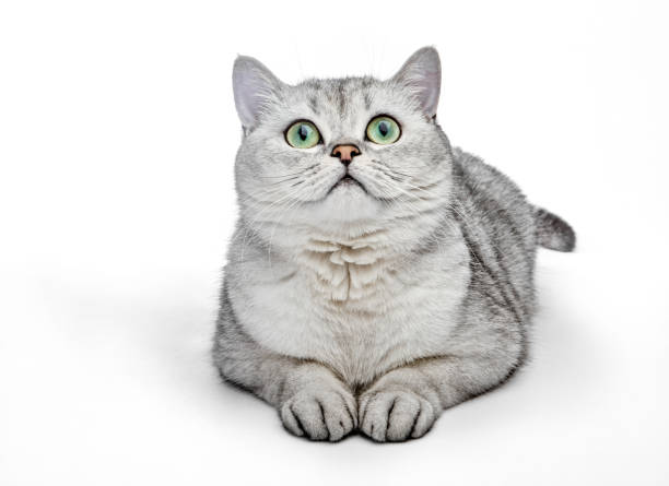 British Shorthair Cat Stock Photos Pictures Royalty Free Images