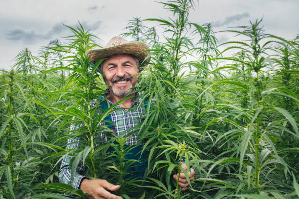Portrait Of Happy Farmer In Hemp Field. Portrait of smiling senior farmer in hemp field. cannabis narcotic stock pictures, royalty-free photos & images