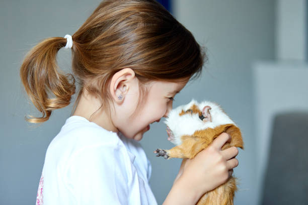 Portrait of happy smiling little girl hugging red guinea pig. Portrait of happy smiling little girl hugging red guinea pig. Adorable little child with pet play, stay quarantine time kid home. guinea pig stock pictures, royalty-free photos & images