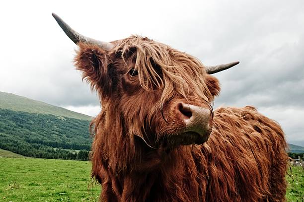 portrait of highland cow stock photo