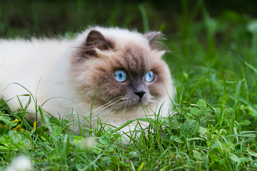 portrait of himalayan persian cat on the green grass in the summer picture
