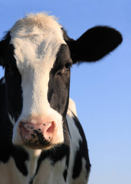 Portrait of Holstein cow stock photo