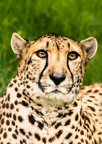 Portrait of a hunting cheetah. Big cat raised its head high, looking intently into the distance with big yellow eyes wide opened and estimating a chance for a successful hunt. It has not started stalking prey, but slowly runs through the high grass and chooses an animal that will attack. On its face stand out characteristic black lines from eyes to the muzzle. The grass in the background became green after the rain and it is heavily blurred due to the shallow DOF.