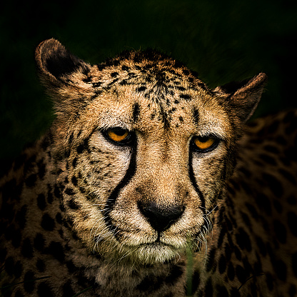 Portrait of a hunting cheetah. Big cat is stalking prey and preparing for an attack. Its eyes seemed stiff and frozen while it is looking intently into the distance and estimating a chance for a successful hunt. On its face stand out characteristic black lines from eyes to the muzzle.