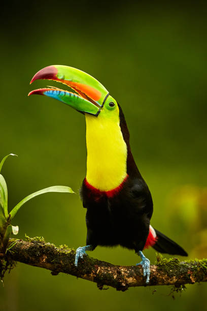 Portrait of Keel-billed Toucan (Ramphastus sulfuratus) perched on branch at Tropical Reserve. In Costa Rica. Wildlife bird stock photo