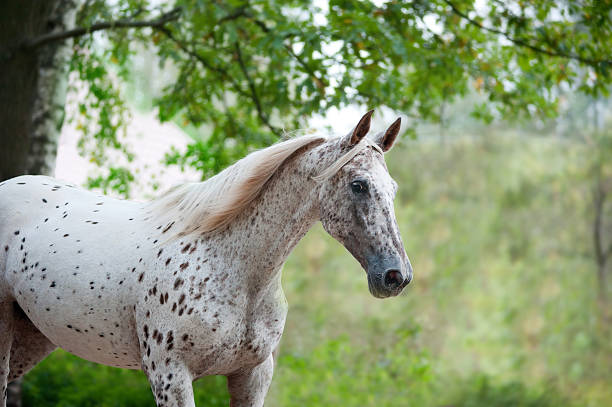 portrait of knabstrupper breed horse - knabstrupper bildbanksfoton och bilder