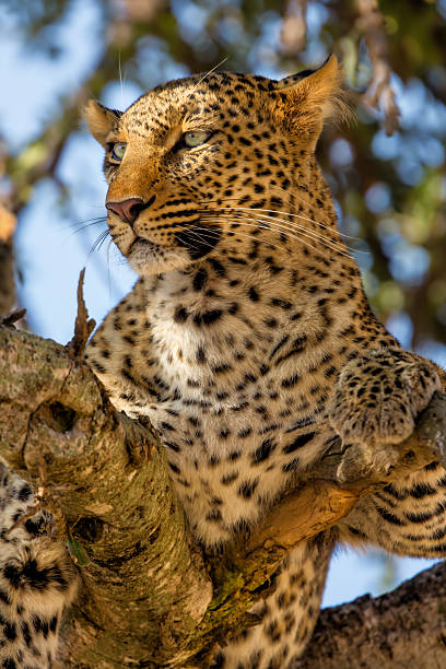 Portrait of Leopard female in the tree in Masai Mara, Kenya stock photo