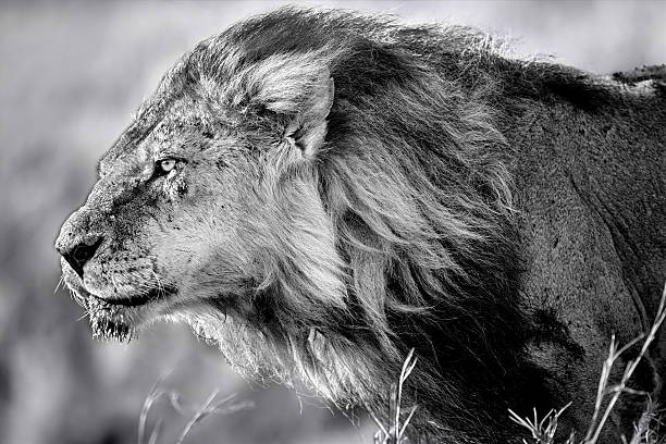 Portrait of Lion Clawed with flowing mane stock photo