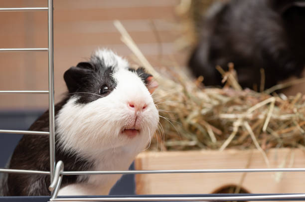 Portrait of little black and white guinea pig stock photo
