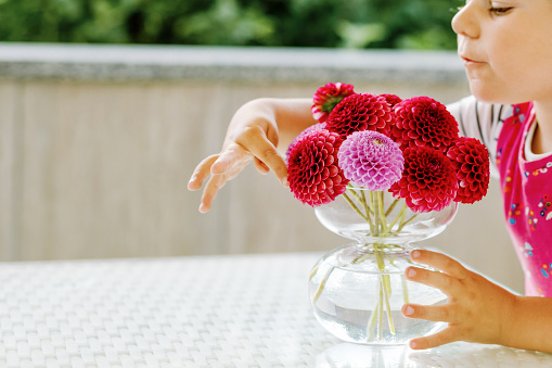 Portrait of little toddler girl admiring bouquet of blooming red and pink dahlia flowers. Cute happy child smelling and counting flower on sunny summer day