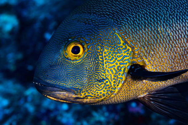 Portrait of Midnight Snapper Macolor macularis, Palau, Micronesia stock photo