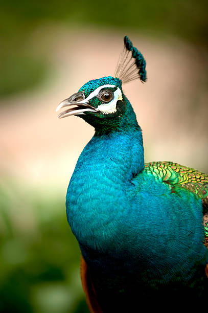 portrait of peacock . - peacock back stockfoto's en -beelden
