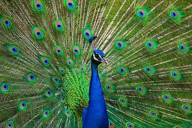 Portrait of Peacock with Feathers Out stock photo