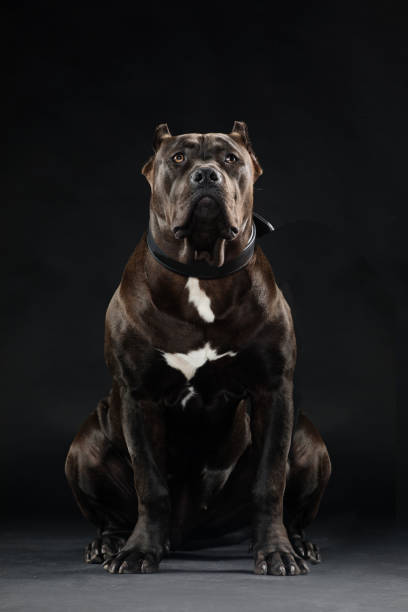 Portrait of pedigree pure breed dog stock photo