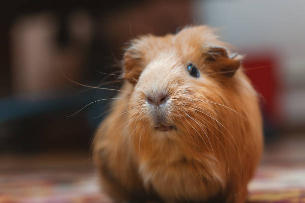 Portrait of red guinea pig, close up. stock photo