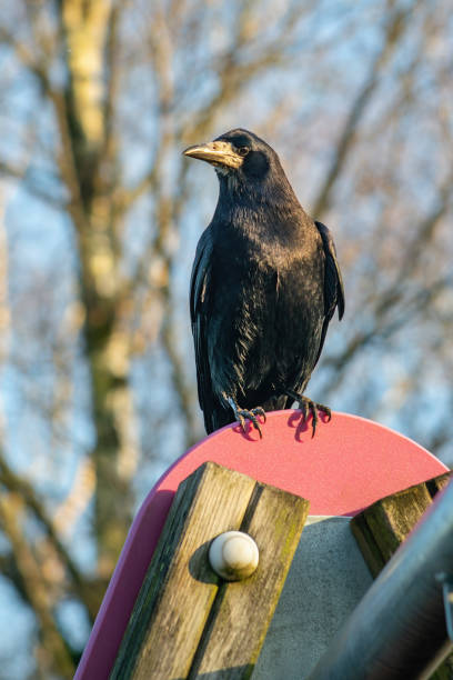 Portrait of rook on sunny day stock photo