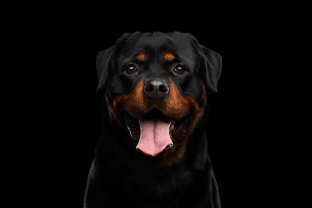 Portrait of Rottweiler Dog Isolated on Black Background Portrait of Rottweiler Dog Looking in Camera with hope, Isolated on Black Background, front view rottweiler stock pictures, royalty-free photos & images