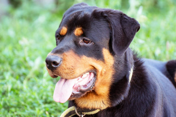 Angry Rottweiler Stock Photos, Pictures & RoyaltyFree