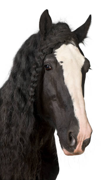 Portrait of Shire Horse against white background Portrait of Shire Horse against white background shire horse stock pictures, royalty-free photos & images