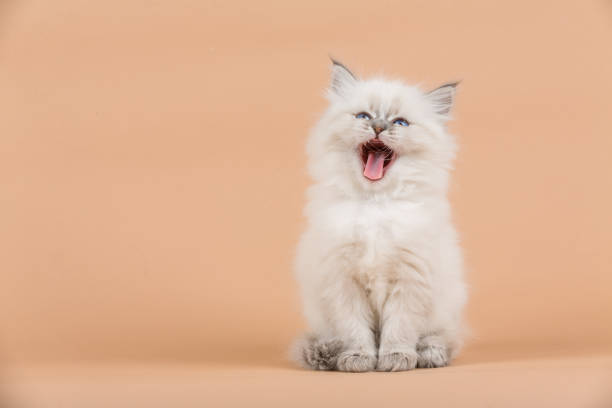 Portrait of Siberian kitten Portrait of yawning Siberian kitten on a beige background animal hair photos stock pictures, royalty-free photos & images